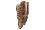 Serrated, Raptor Tooth - Real Dinosaur Tooth #228805-1
